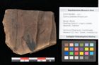 Foto (Objekt + Etikett) von Quercus palaeoilex Ettingshausen (NHMW-GEO-2024-0188-0886)